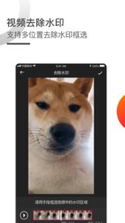 视频去水印专家