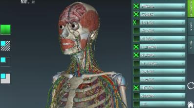 人体解剖学图集