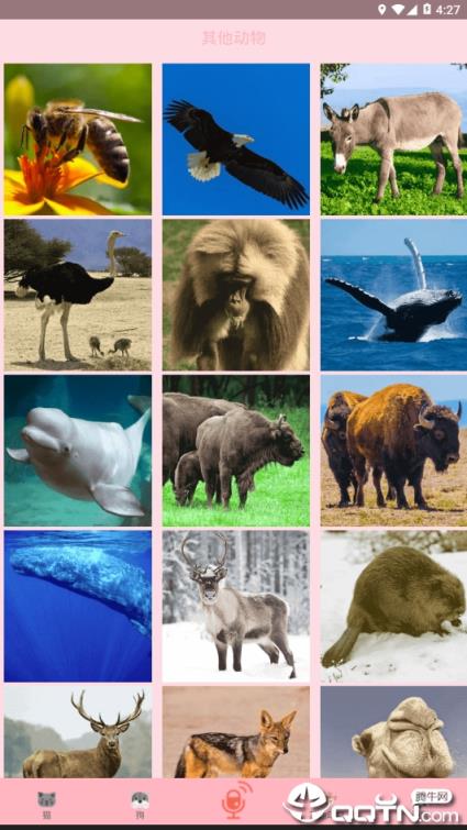 人猫交流器狗语