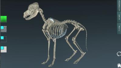 人体解剖学图集