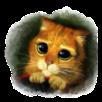 猫咪世界app