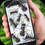 蚂蚁屏幕恶作剧