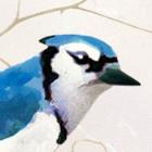 Dawn Chorus alarm软件