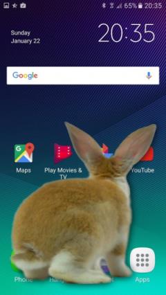 bunnyinphone安卓版