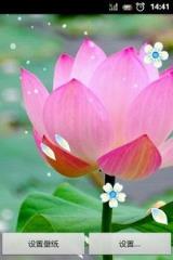 清雅荷花动态主题