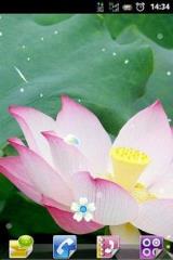 清雅荷花动态主题