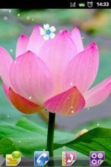 清雅荷花动态主题