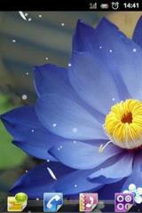 清雅荷花动态主题