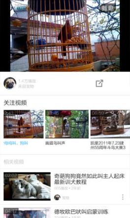 画眉鸟叫声大全