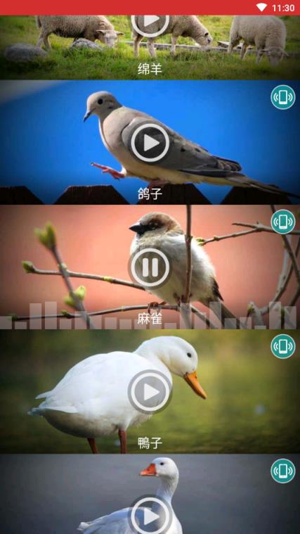 动物铃声