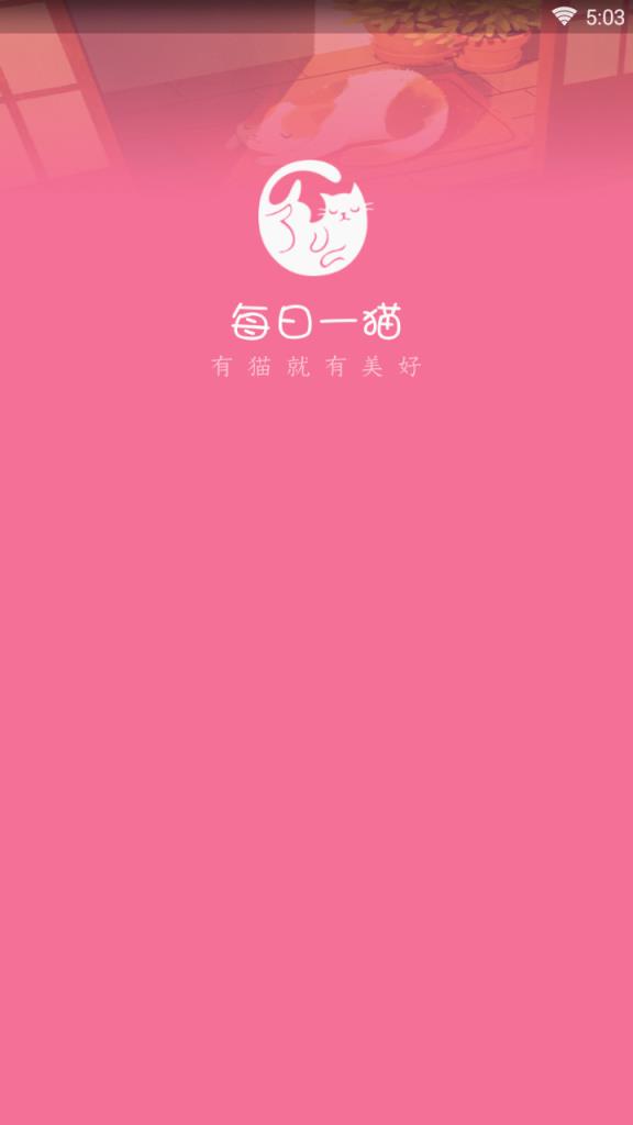 每日一猫