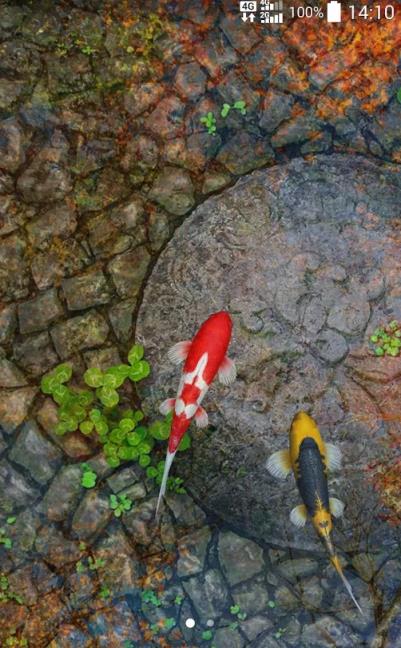 锦鲤池塘动态壁纸