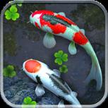 锦鲤池塘动态壁纸