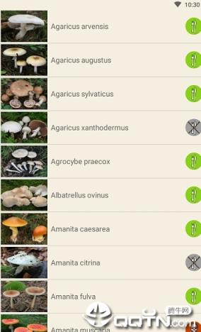 Mushrooms app
