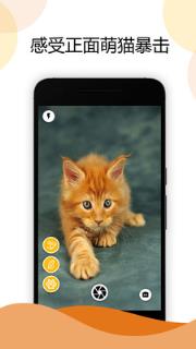 猫咪相机