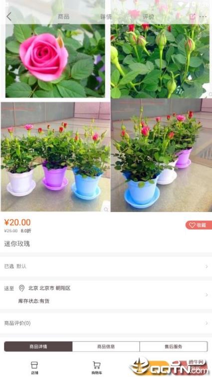 七彩云菊app