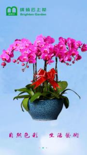 缤纷云上花(鲜花速递)