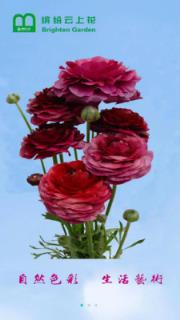 缤纷云上花(鲜花速递)