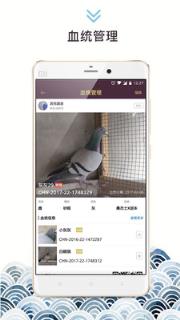 养鸽人APP
