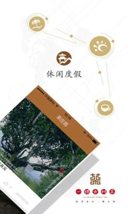 一棵古树茶