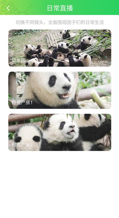 pandapia app
