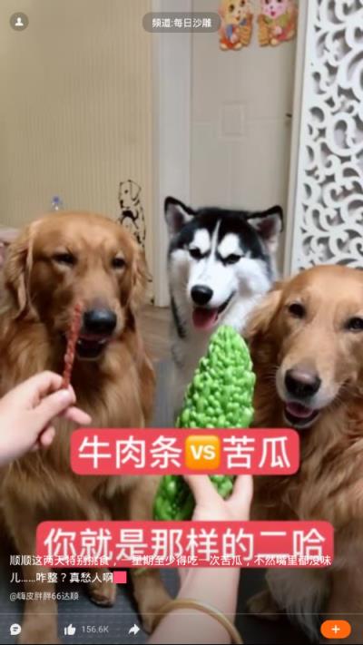 哈萌视频
