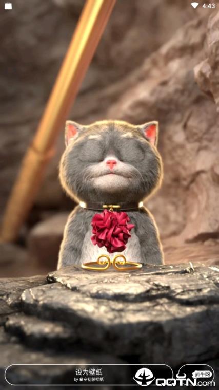 动漫猫戴金箍视频壁纸