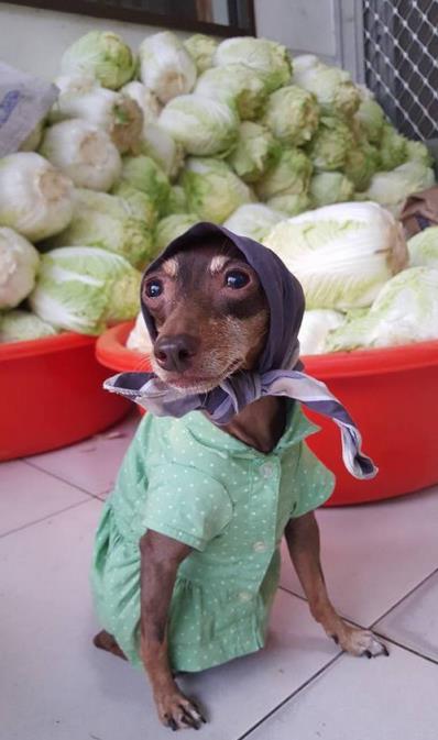 台湾水果摊贵妇狗图片