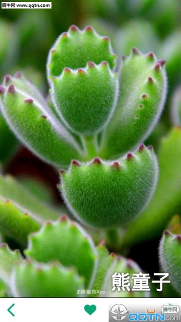 多肉植物APP