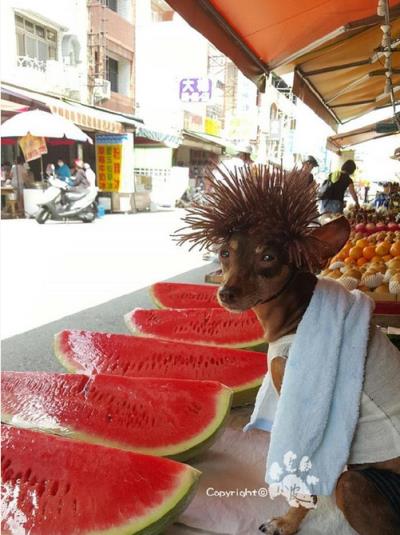 台湾水果摊贵妇狗图片