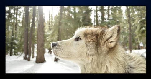 月亮播放器官方