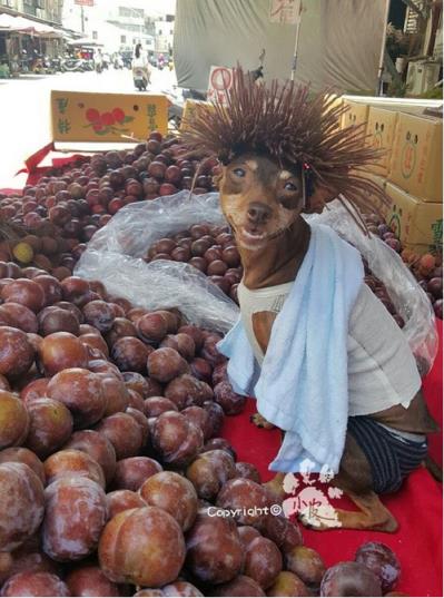 台湾水果摊贵妇狗图片