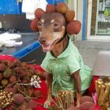 台湾水果摊贵妇狗图片