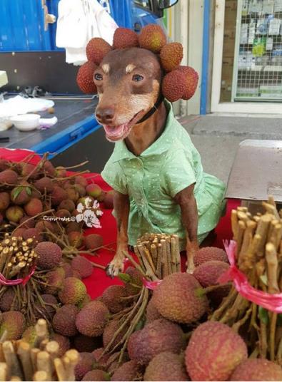 台湾水果摊贵妇狗图片
