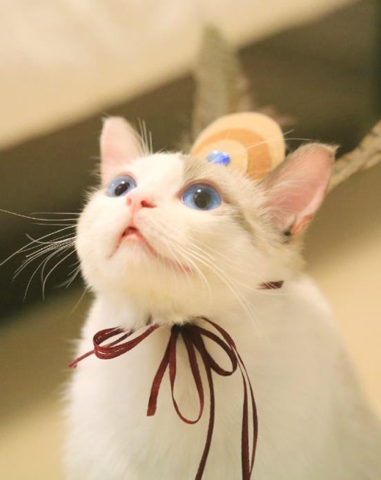 郭斯特萌宠狐狸高清壁纸