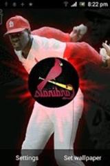 圣路易红雀壁纸