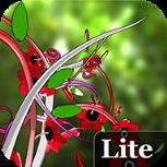 3D花卉动态壁纸