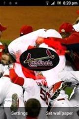 圣路易红雀壁纸