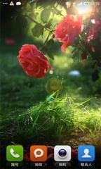 玫瑰动态壁纸