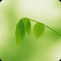 绿茶播放器手机版