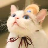 郭斯特萌宠狐狸高清壁纸