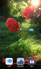玫瑰动态壁纸