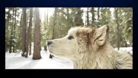 木鱼影院手机版