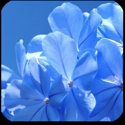 日语入门手机版