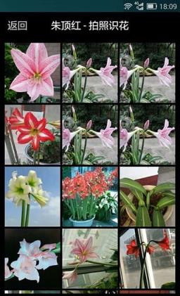 拍照识花app