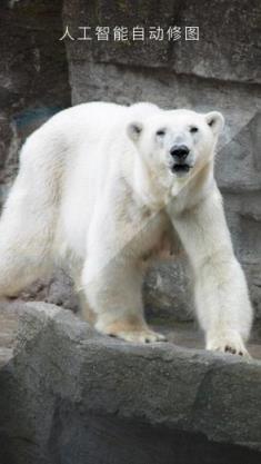 霹雳相册安卓版