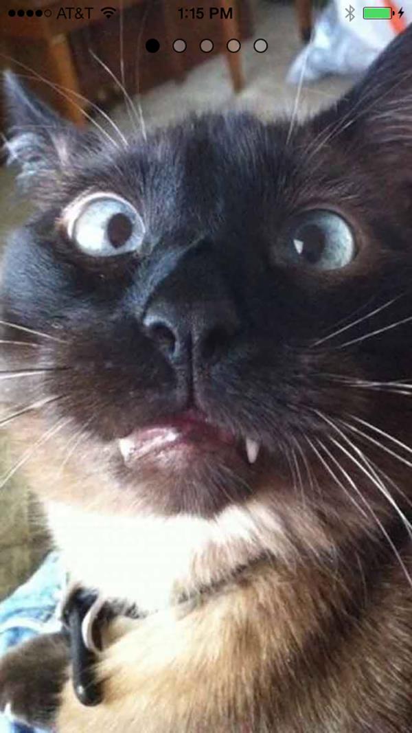 SnapCat手机官方版