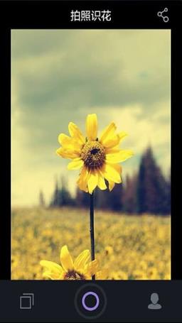 拍照识花app