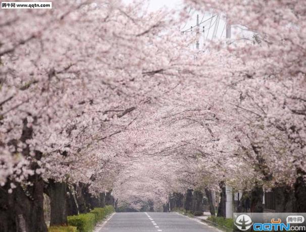 武大樱花预约app