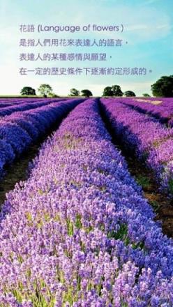 情人节花语词典app